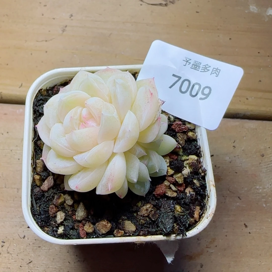 孤月珍妮，7009多肉植物