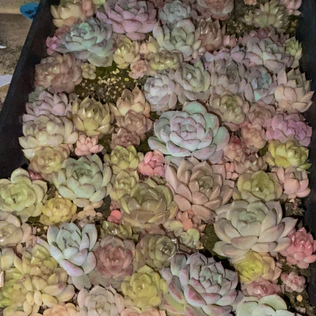 h****h879多肉多肉植物保护研究所所长助理