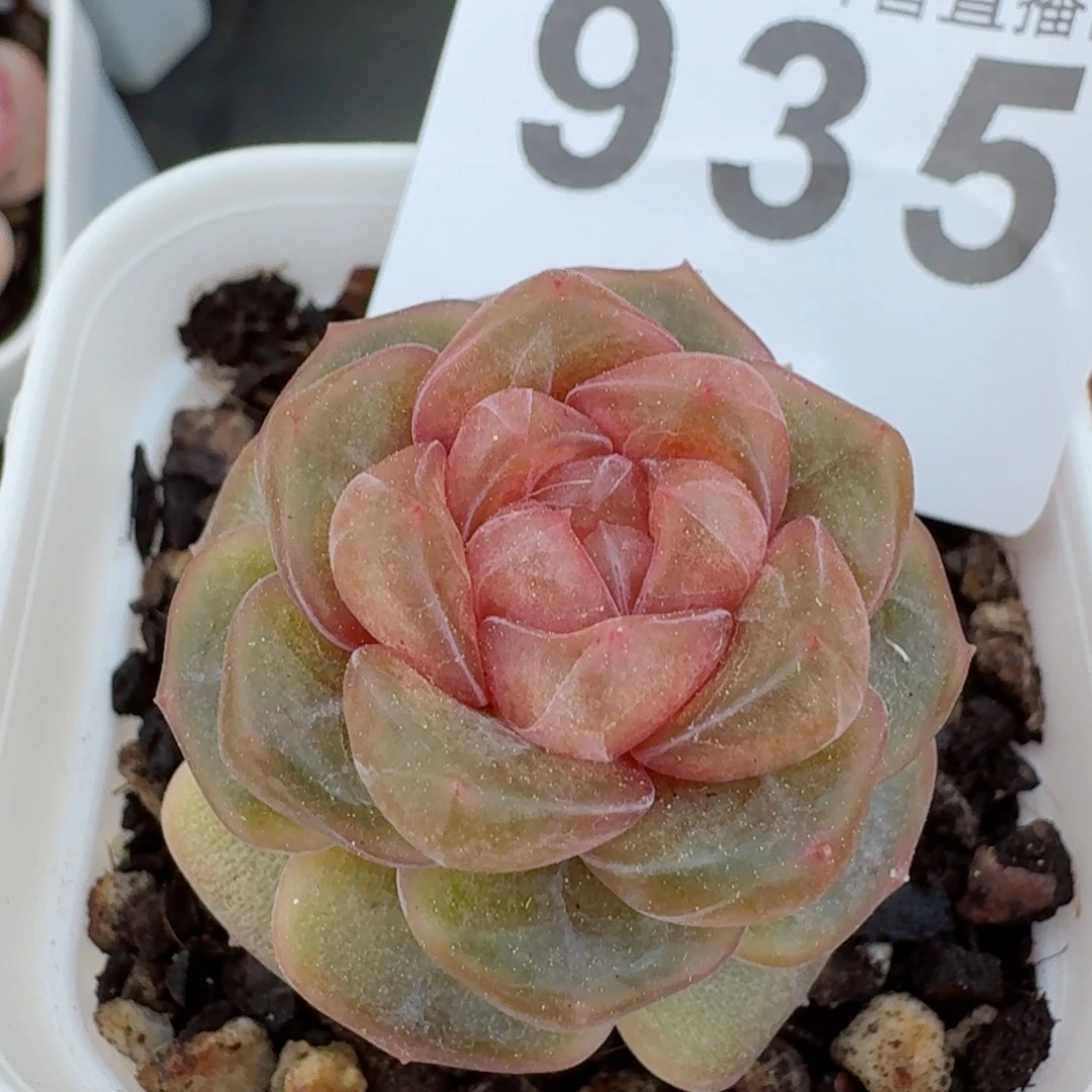 石化彩恋         精品多肉