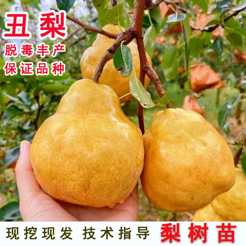 嫁接丑梨树苗特大西洋梨中华丑梨苗盆栽地栽南北方当年结果果树苗