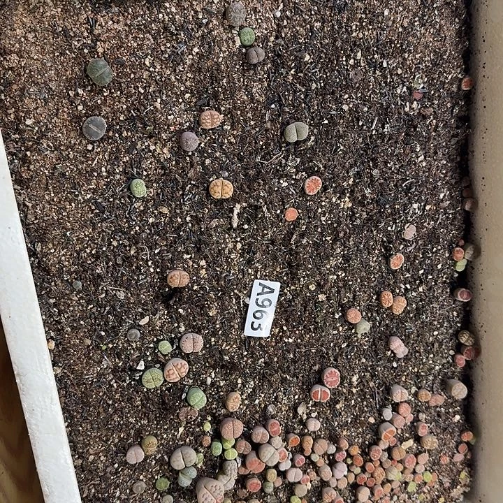 生963石花整筐脱土发货