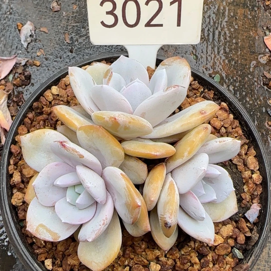 3021。    奶茶三头