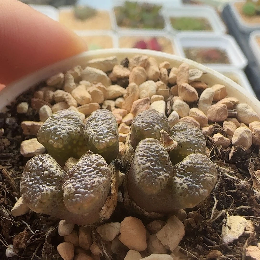 6092 大白多肉植物园