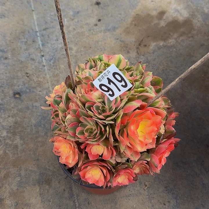 000000000000000919xiang fei