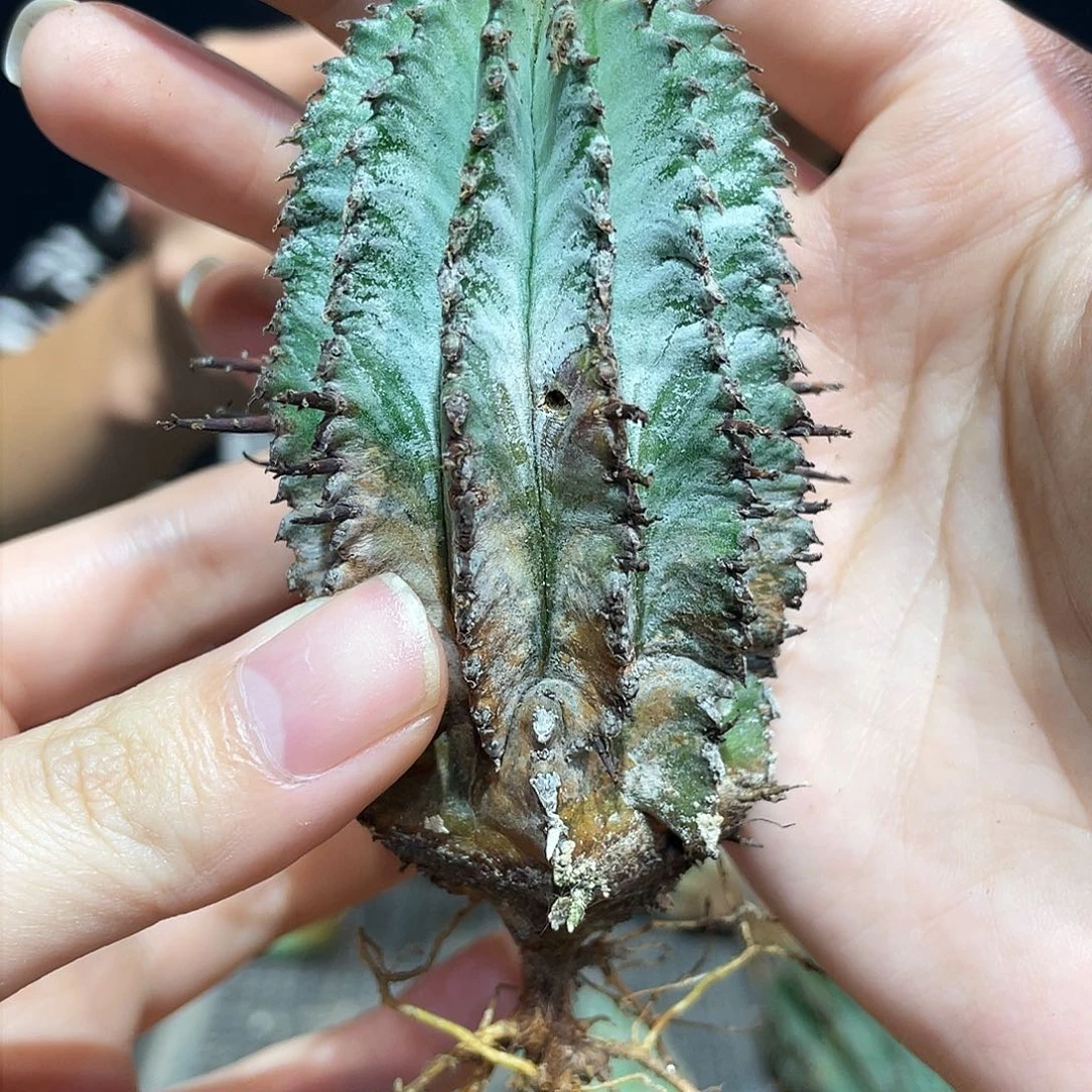 4cm实生强刺白衣魁伟玉