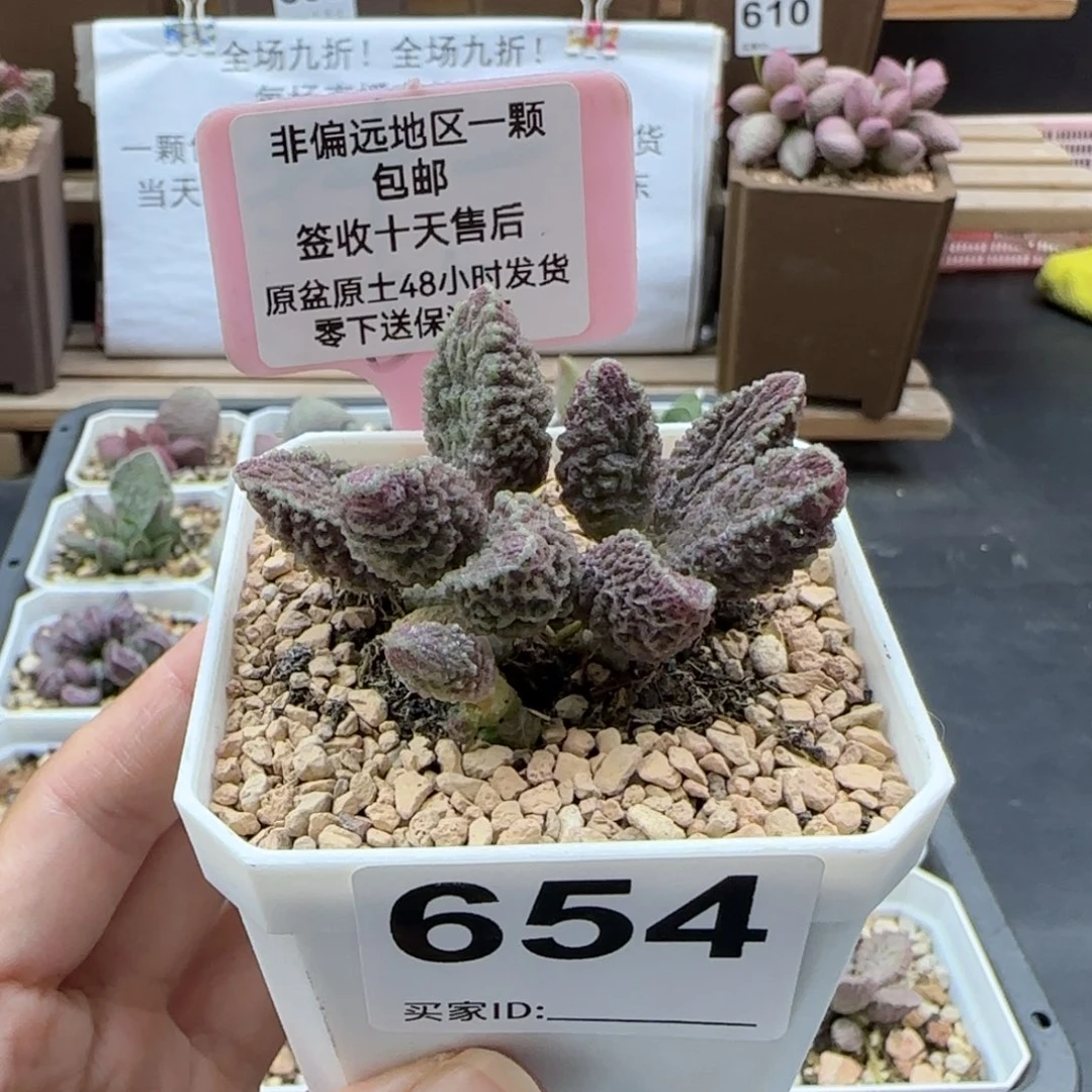 654苍龙多肉植物