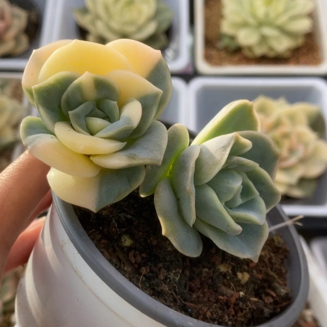 321可爱玫瑰锦锦锦锦锦