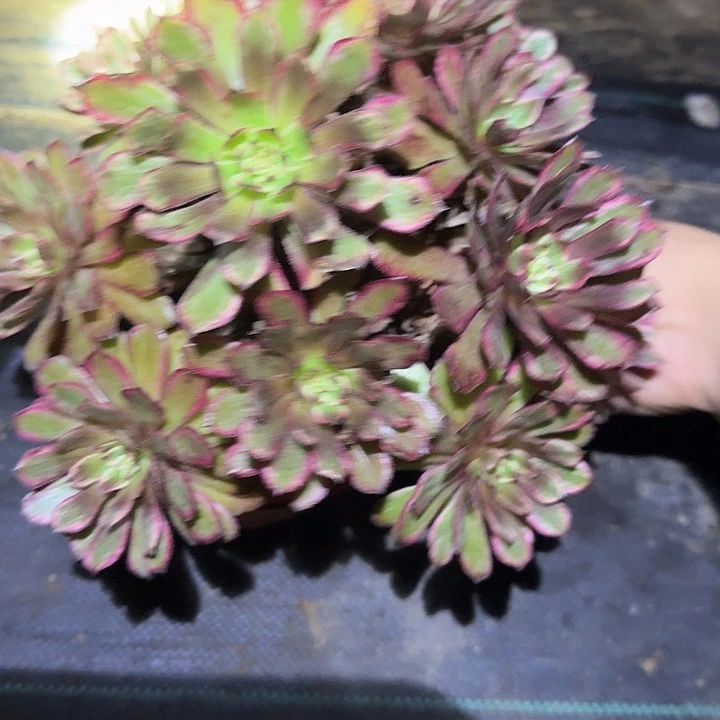 精品紫霞尾货亏本福利