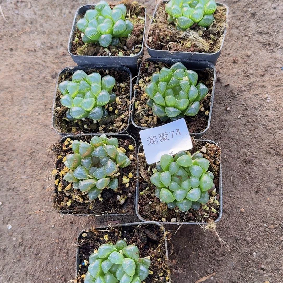 直播福利一物一拍74