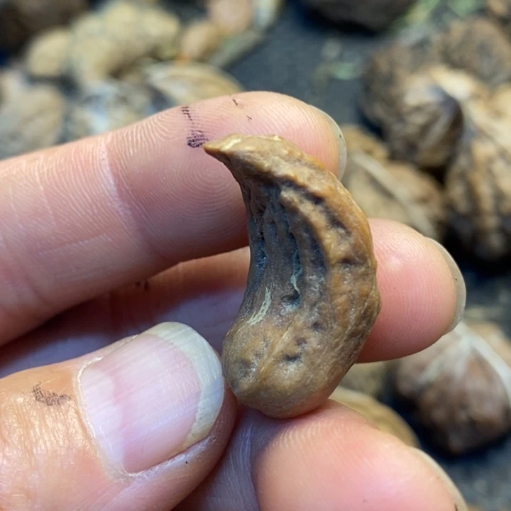 文玩核桃吊坠娜姐281