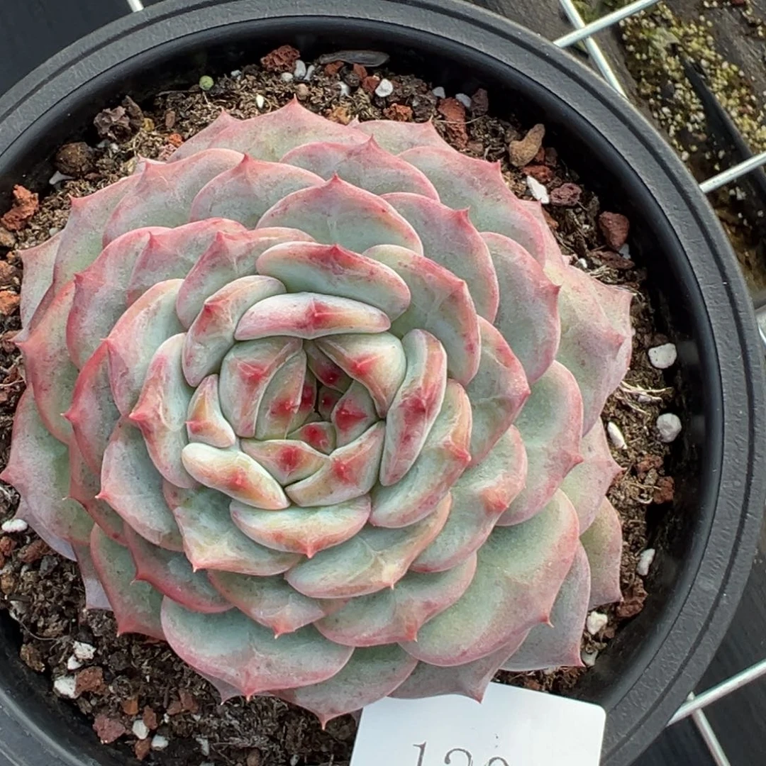 伊*1201肉肉肉肉肉肉肉