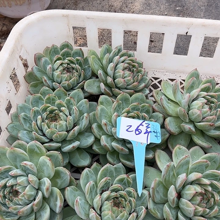 26雪花珍妮2个脱土
