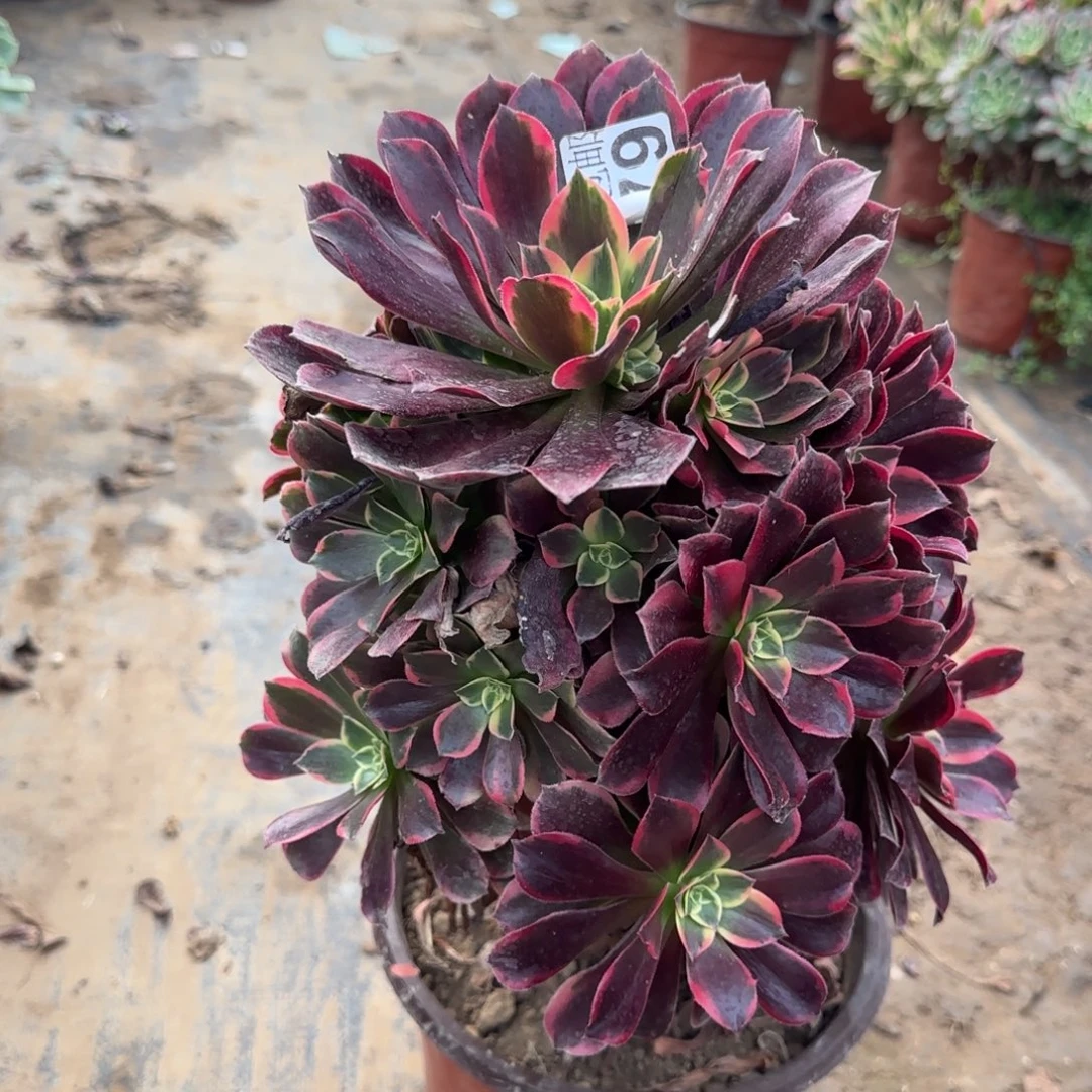 金丝579满20包邮断枝不包瑕疵