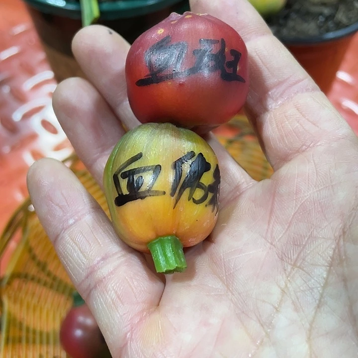 曾***少完全开放君子兰四季开花稀释甲醛