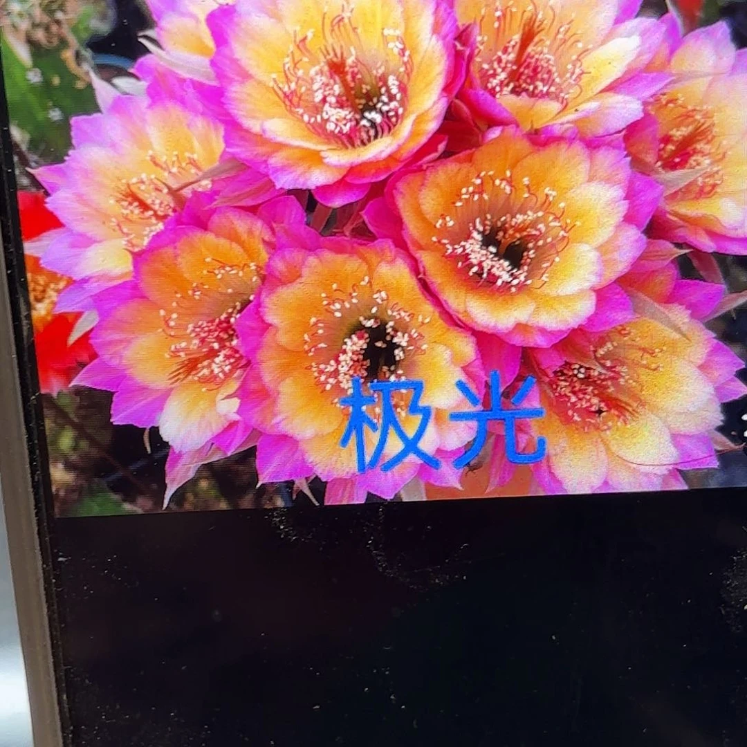 极光丽华侧牙20包邮南鹏
