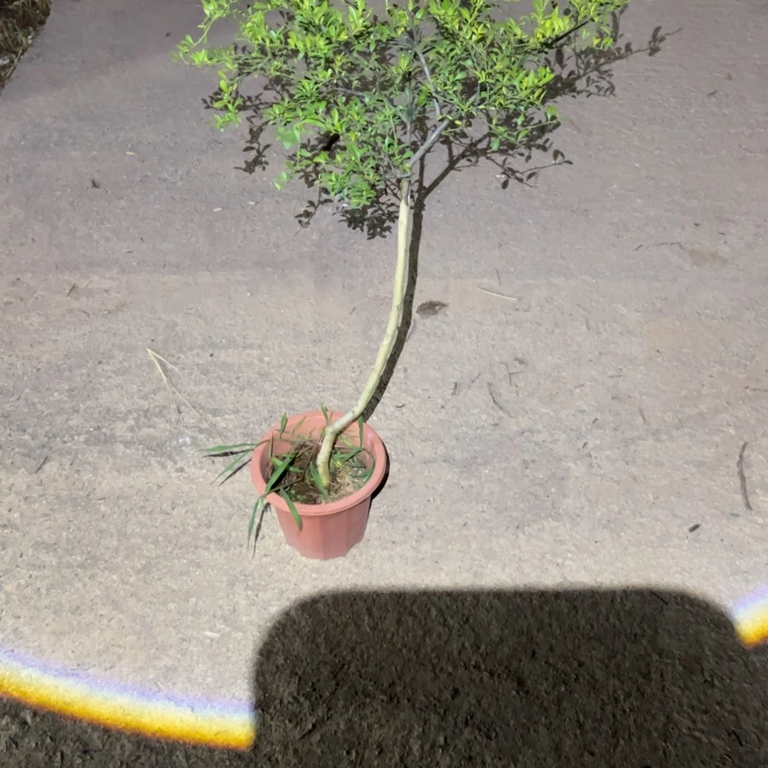 绿植花卉植物花卉