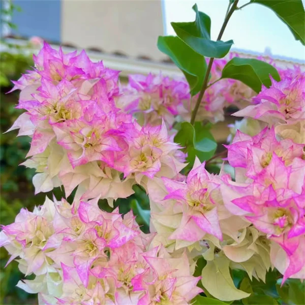重瓣怡景三角梅盆栽花卉勤花四季开花爬藤阳台院子绿植