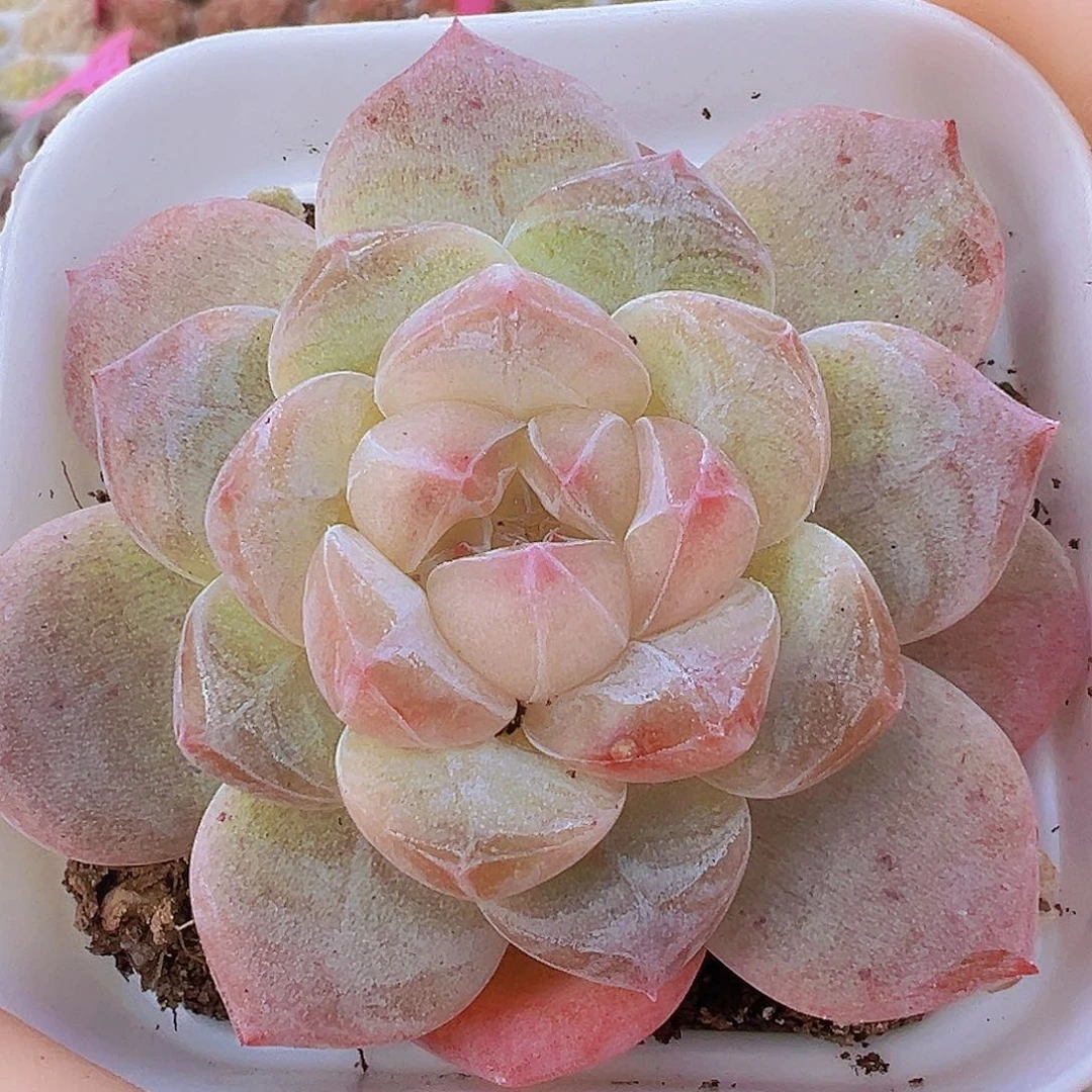 黛玉19包邮多肉植物