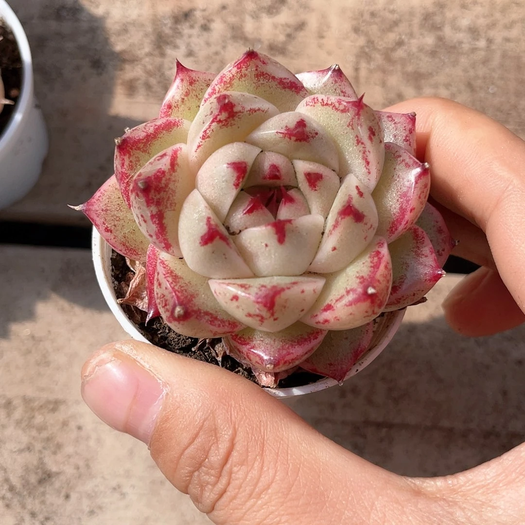 优选麦秆福利9002