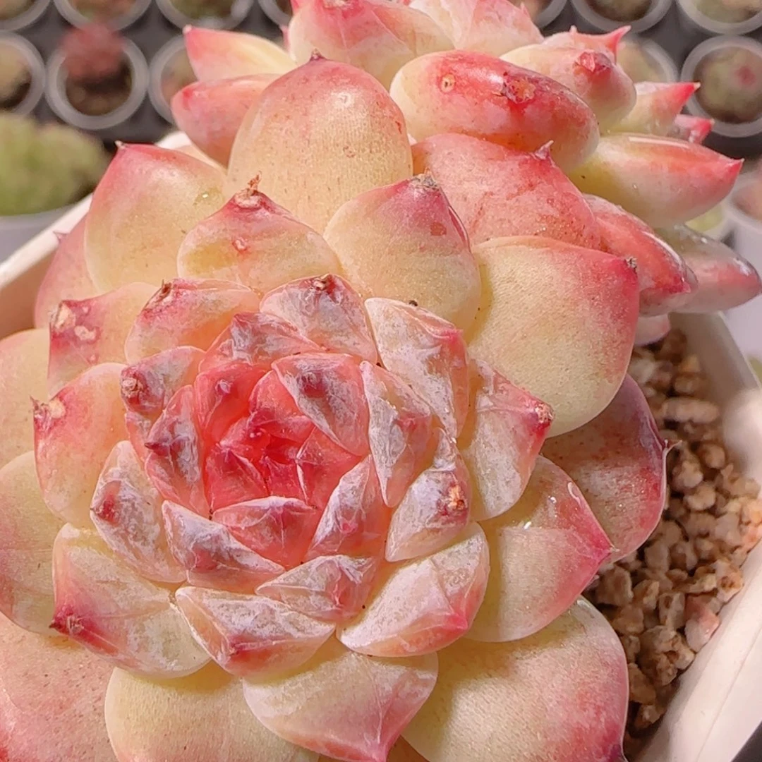 花语多肉1204-120秘境冰魄
