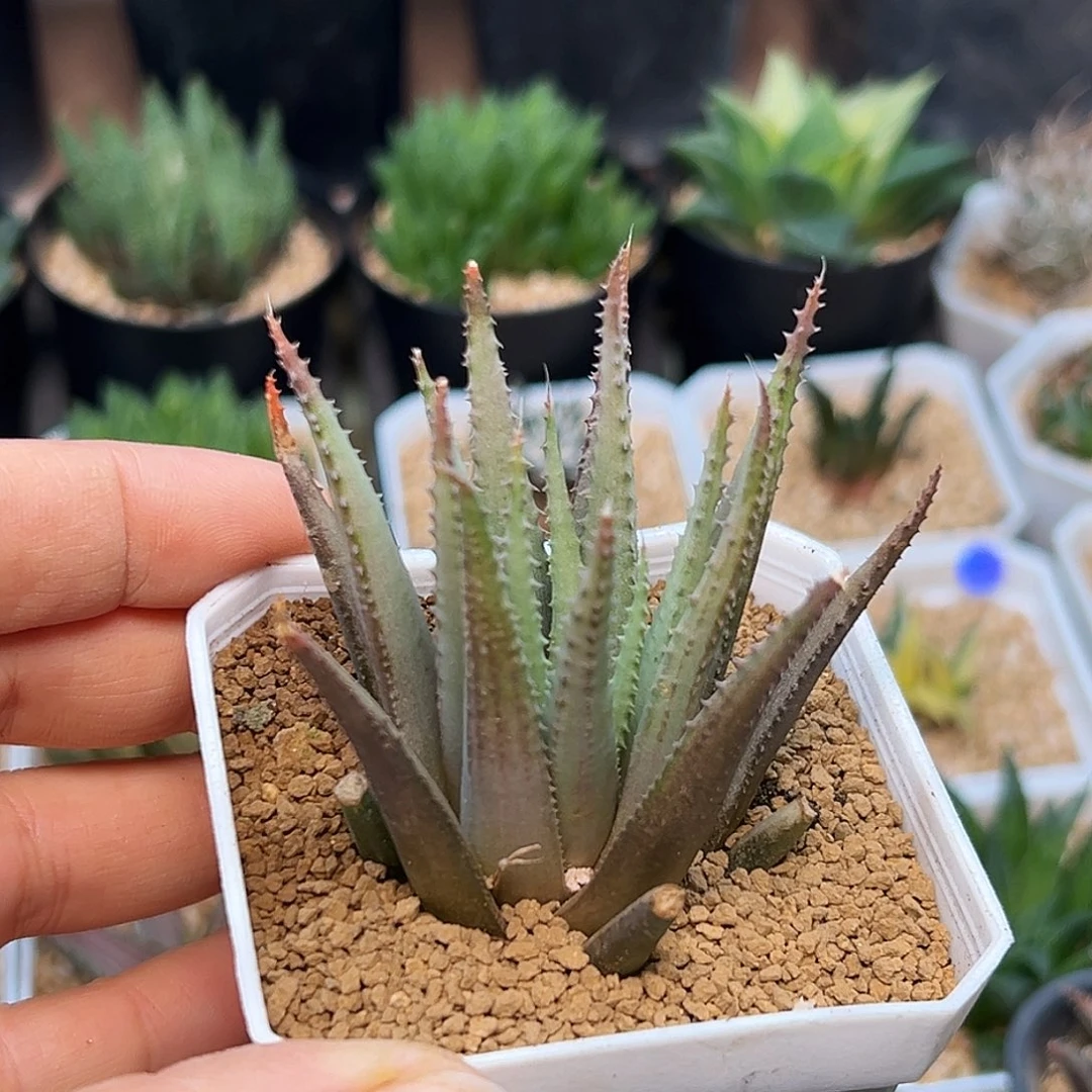 八爪鱼鱿鱼十二卷一颗