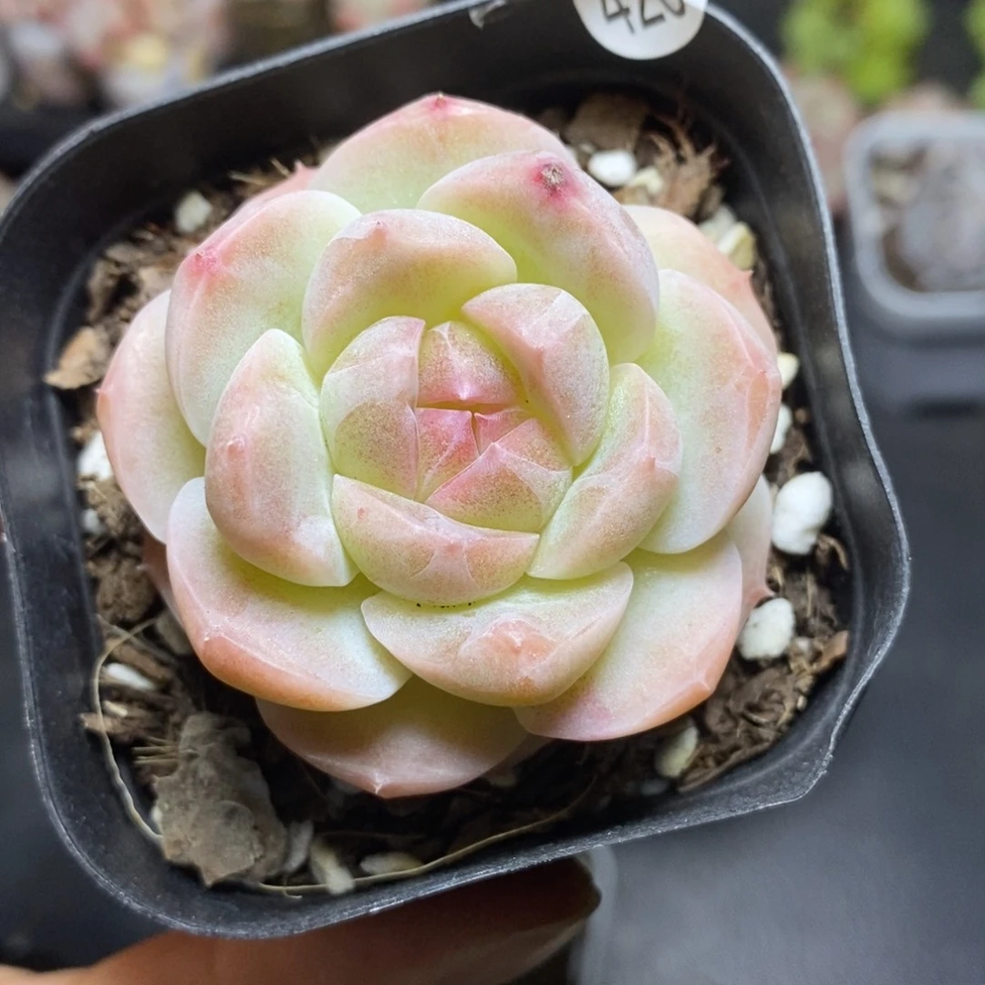 精品多肉小冠服420