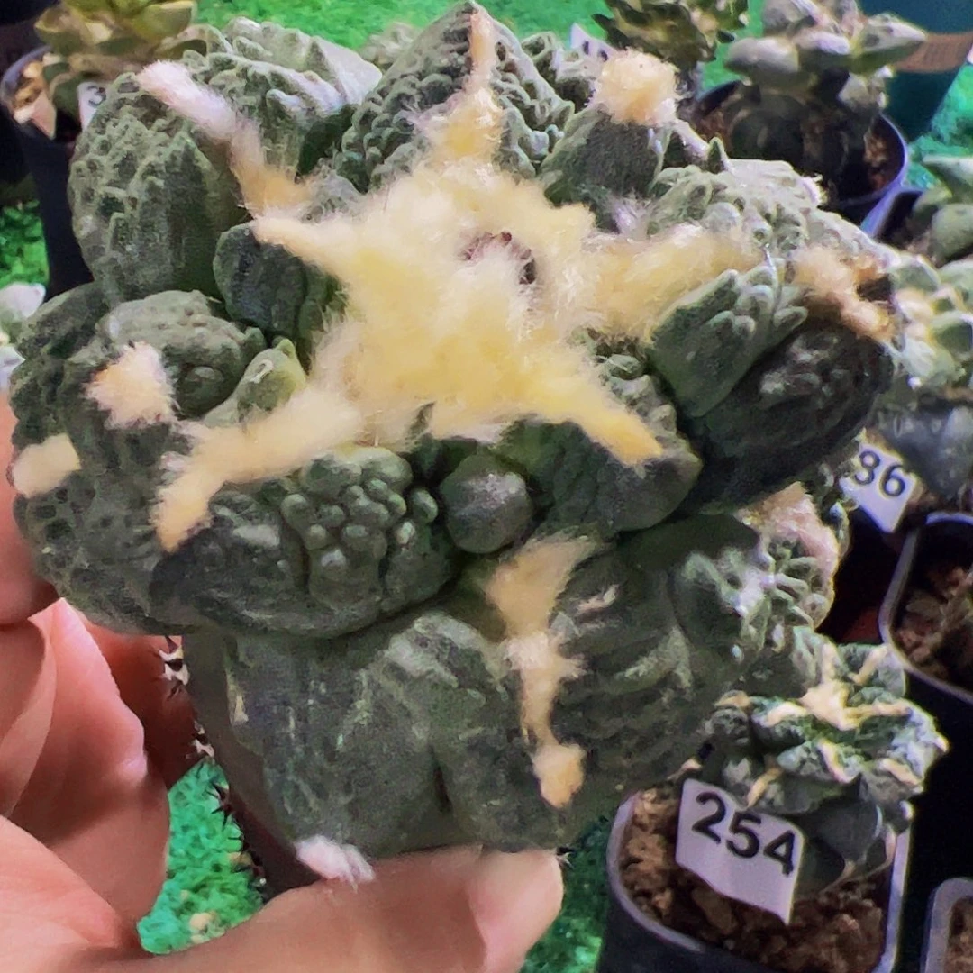 无花朵福利叉尤龟甲怒涛588