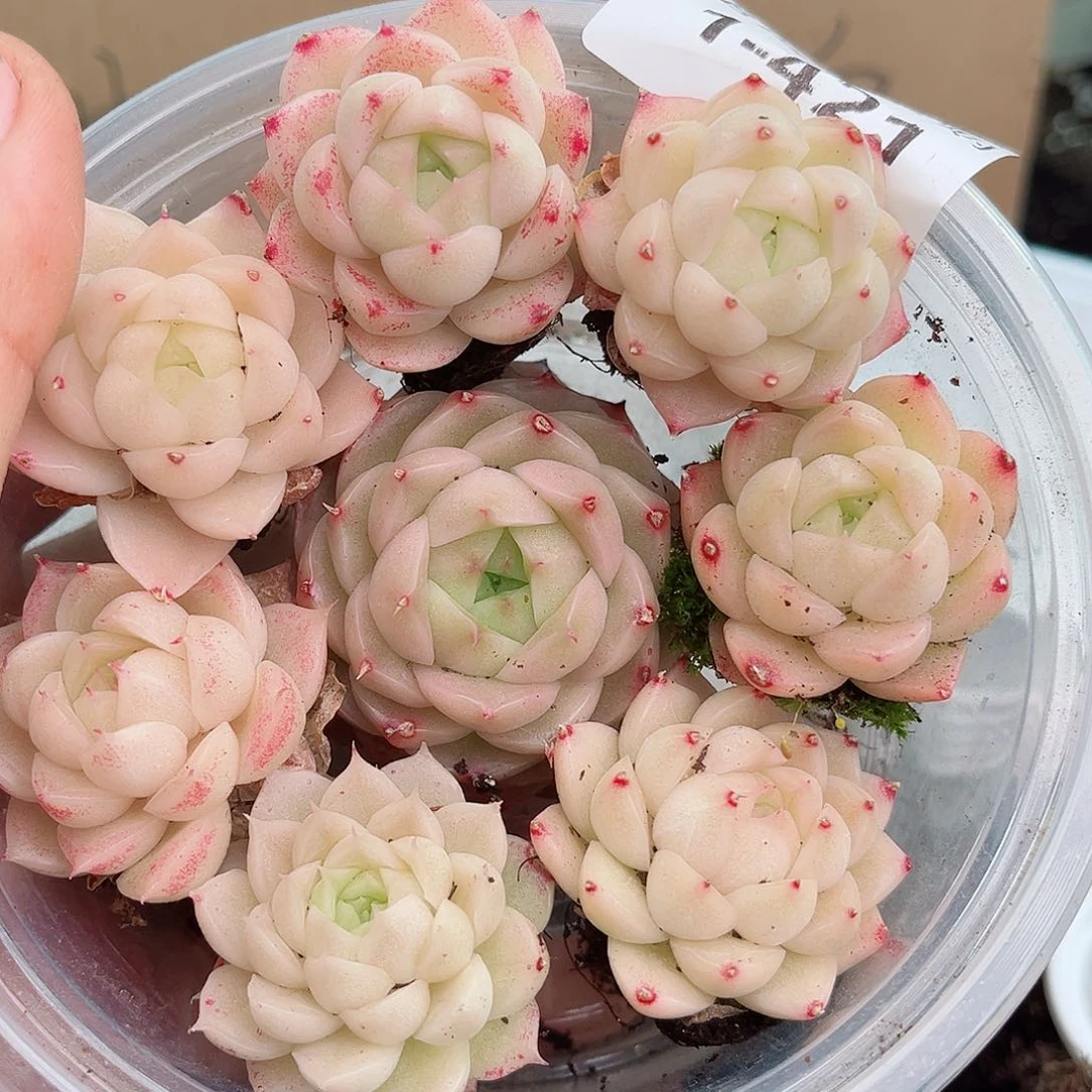 小*窝1-421 新疆西藏内蒙不发12.8包邮2-3公分