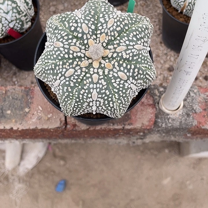 海星兜瑕疵特价款