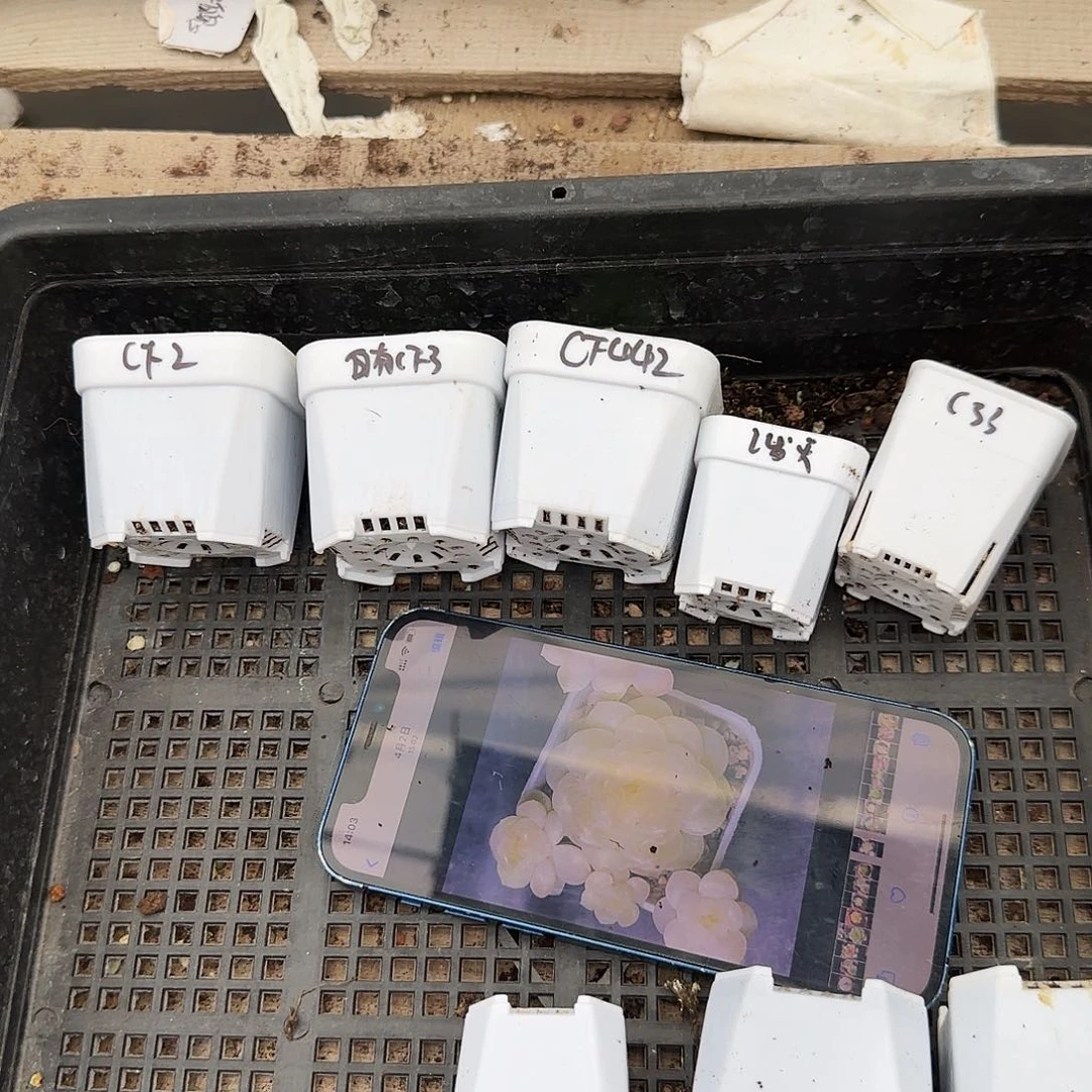 财富5个品种各一盆满25包邮