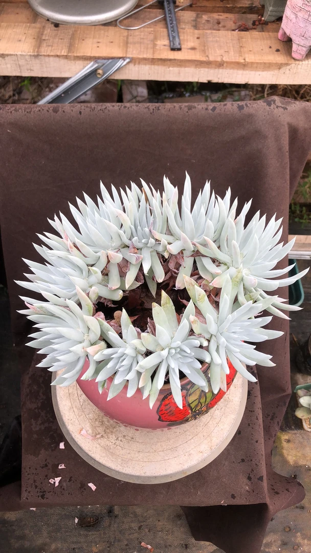 多肉植物奴婢吉娜小树桩朵朵缀精控 仙气飘飘