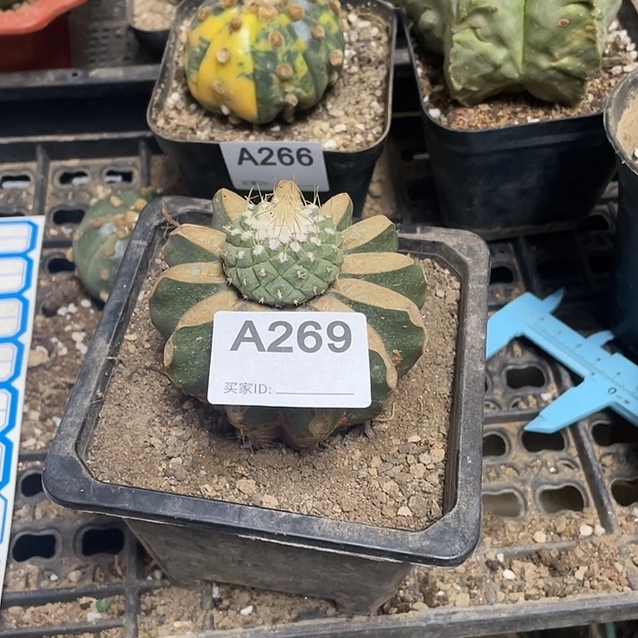 四花椒粒仙人球269号