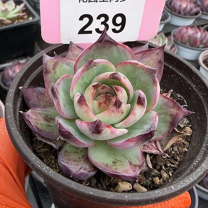 239 惊鸿仙子多肉植物