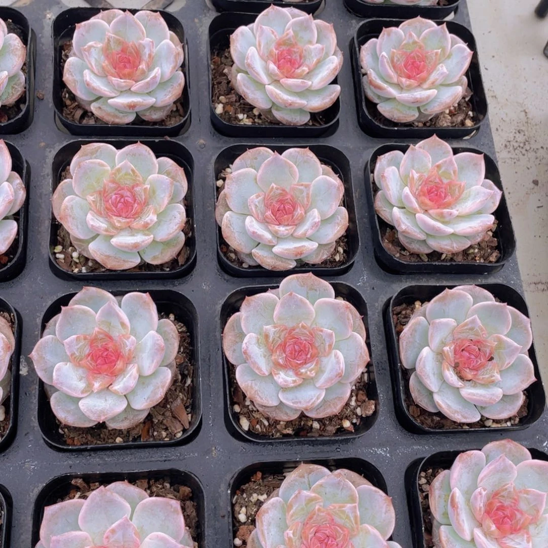 696号 新品粉黛珍妮单头一个