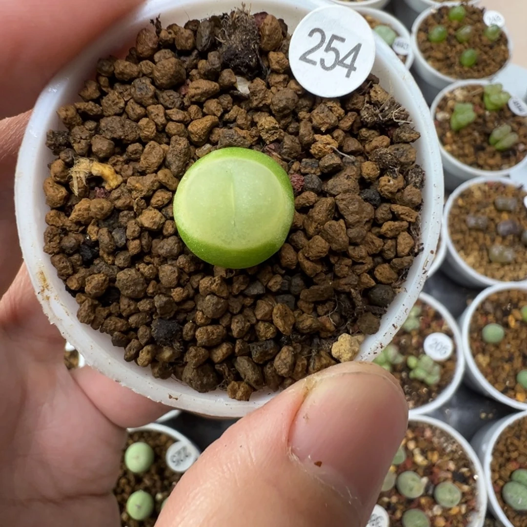 拉登一颗脱土2540000