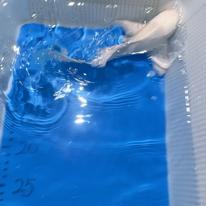 锦鲤锦鲤包邮包售后