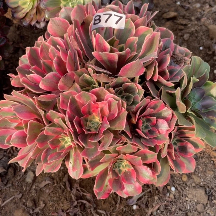 无花朵877多肉女妖