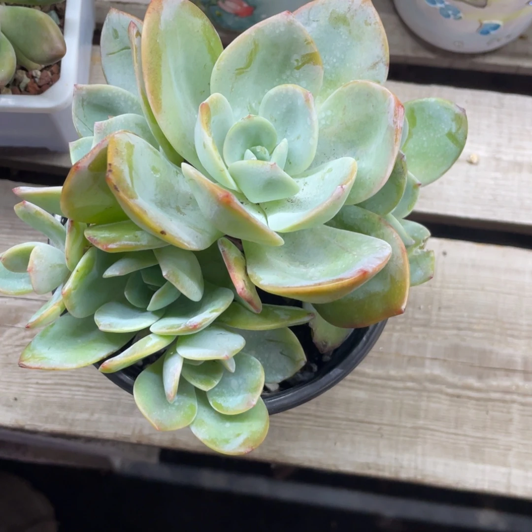 国产奶茶六头群生无砍无摘