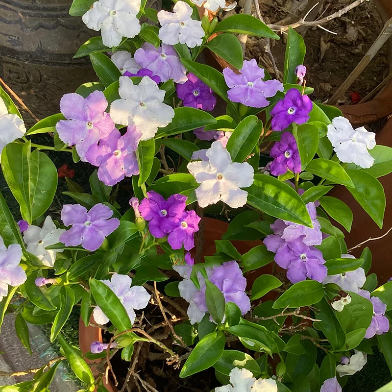 鸳鸯茉莉(开花一盆多色有香味 木本植物 好养易活)