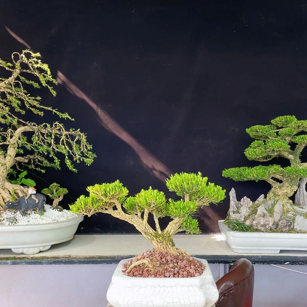 完全开放黄杨盆景四季常青