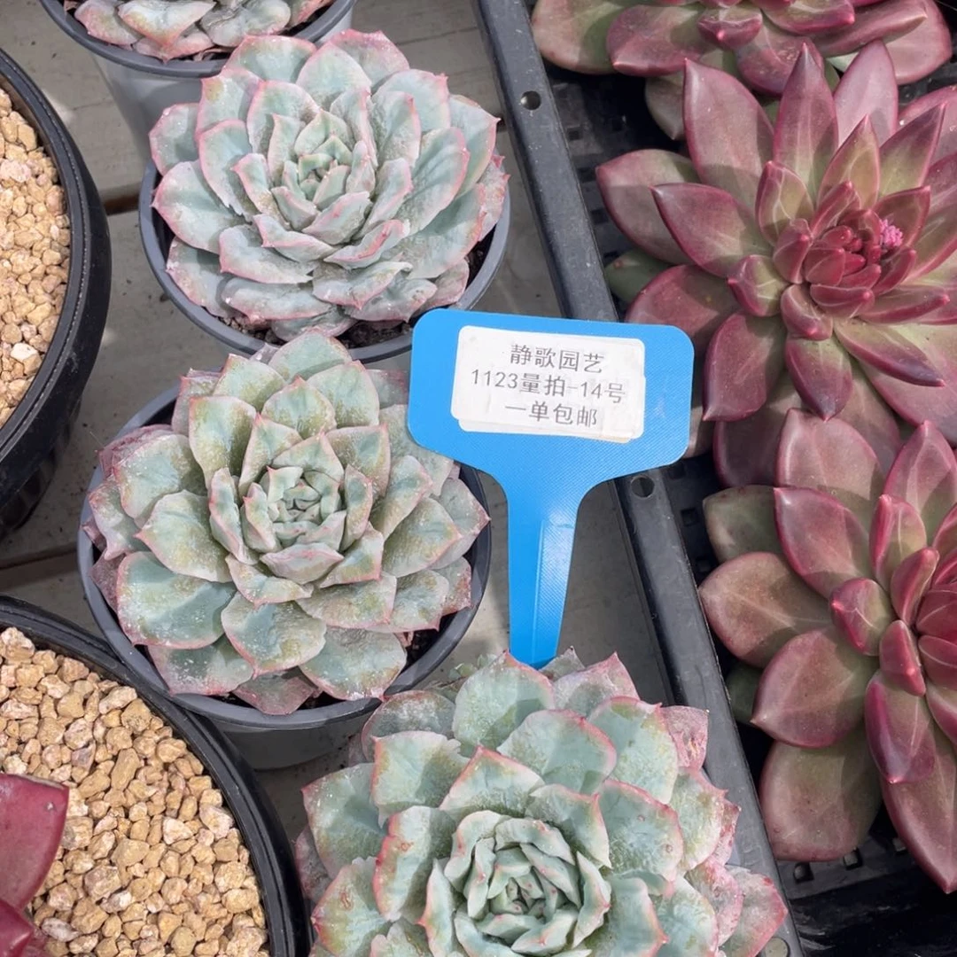 1123-14-泡泡纱裙单头一颗量拍