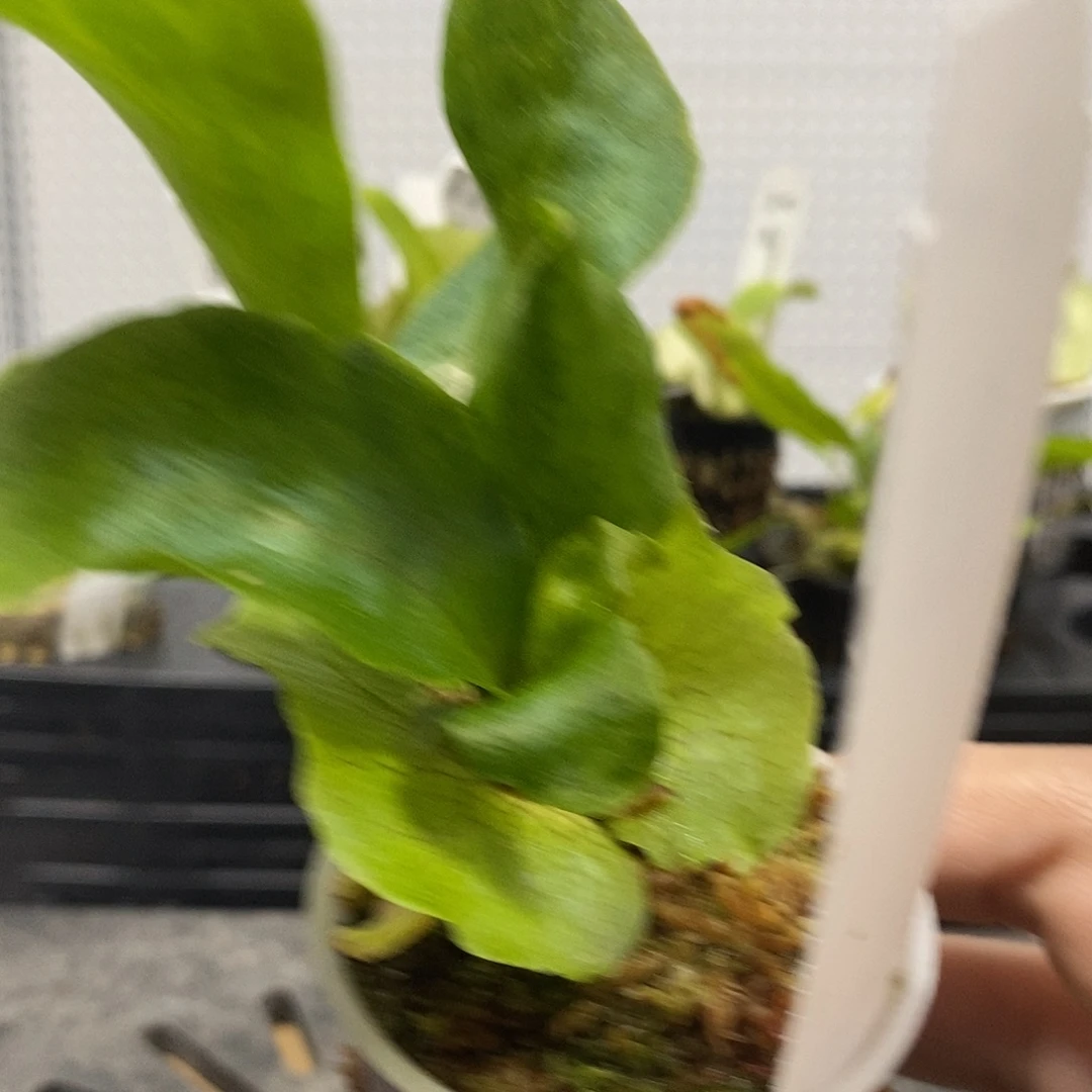无花朵风神鹿角蕨