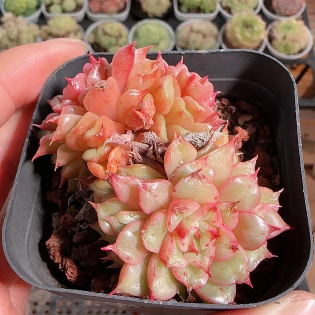 1114------92特斯拉