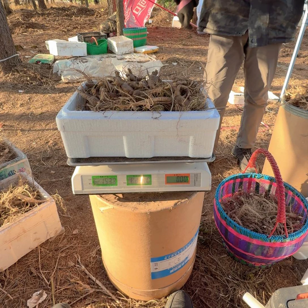 W***气林下参13年以上克1000g