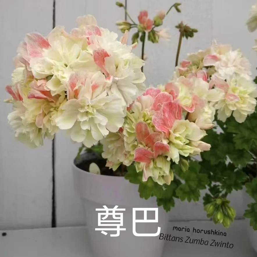 【尊巴】全兽系重瓣天竺葵