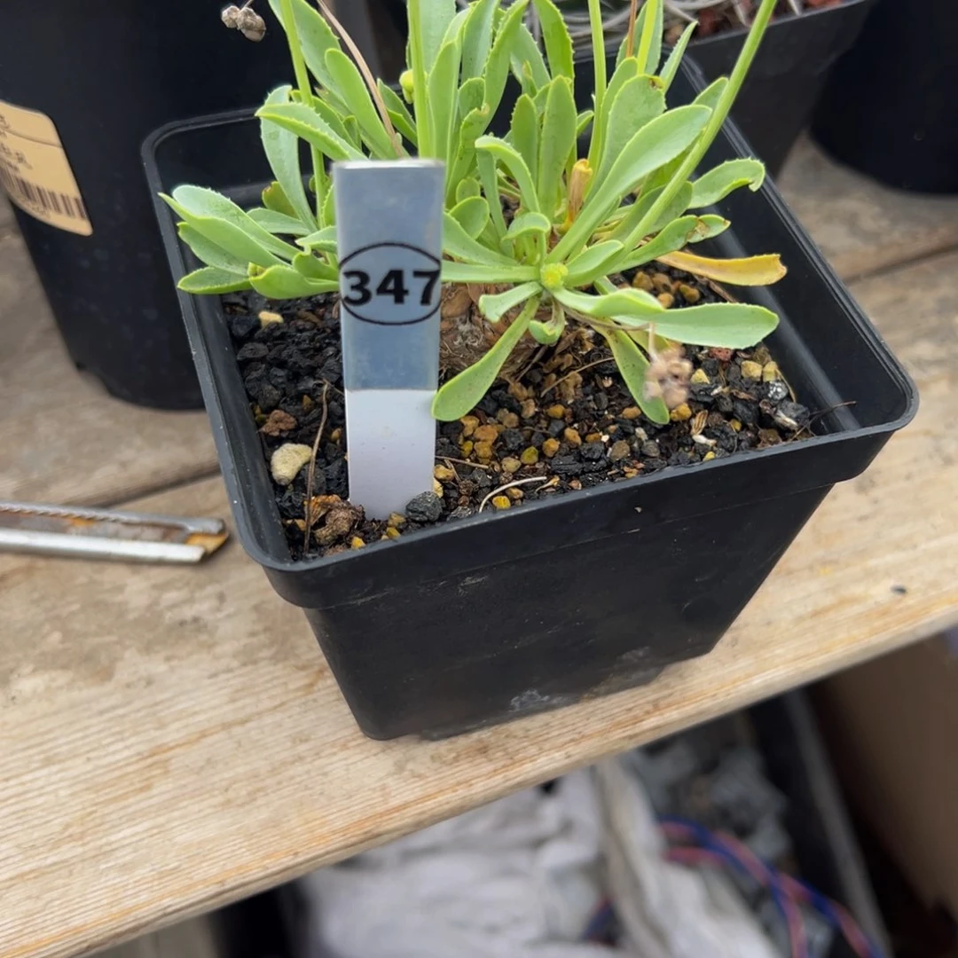 R****棒块根植物带盆土发货