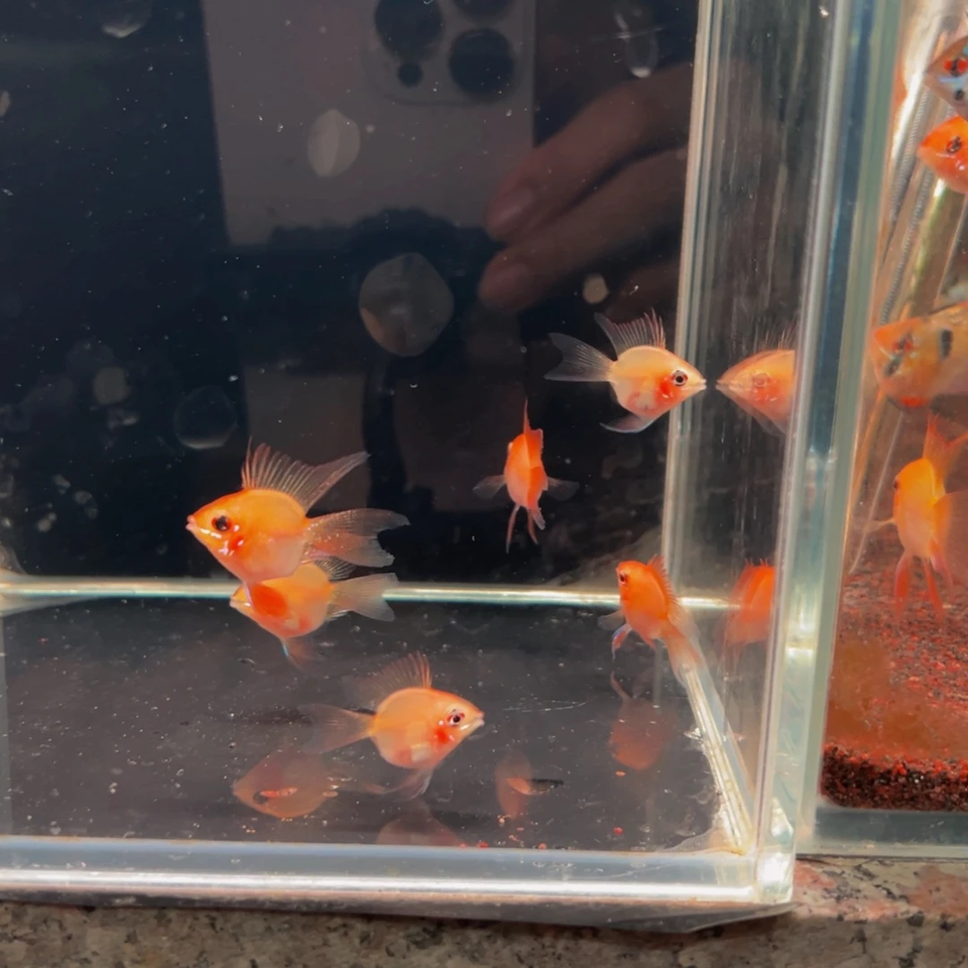 短鲷鱼金波苗子五条