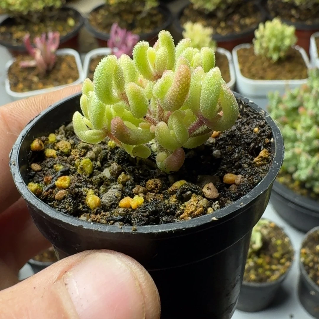 红宝石锦 多肉植物枝干