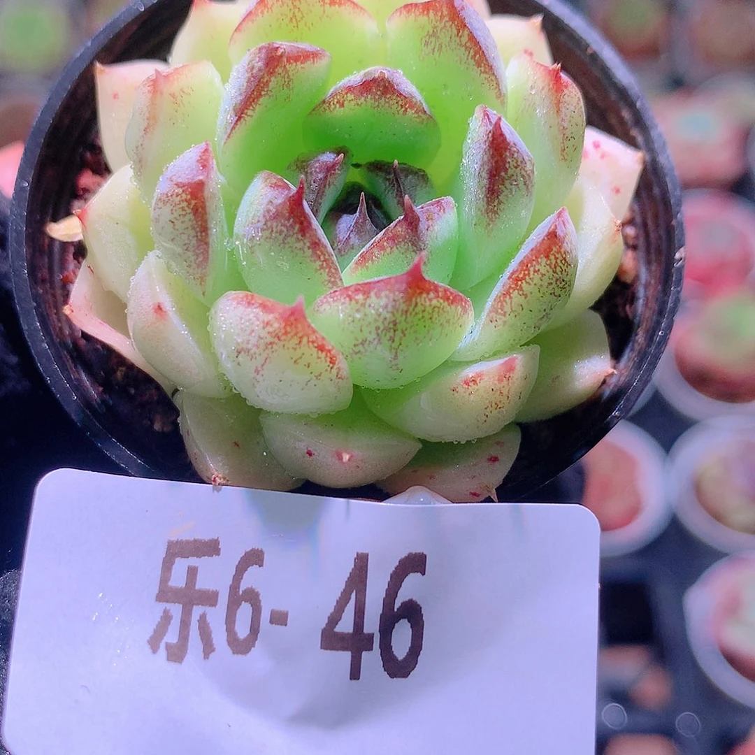 乐然6-46 黑玫瑰白月影