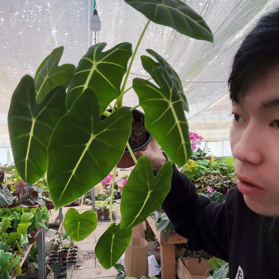 完全开放绿天鹅一棵